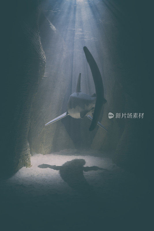 水下洞穴中的大白鲨微型摄影