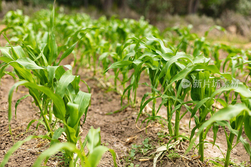 成长的年轻绿色甜玉米植物在栽培农业农场农田农业照片系列