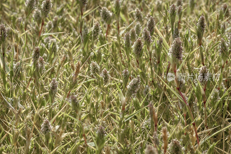 沼泽刺草