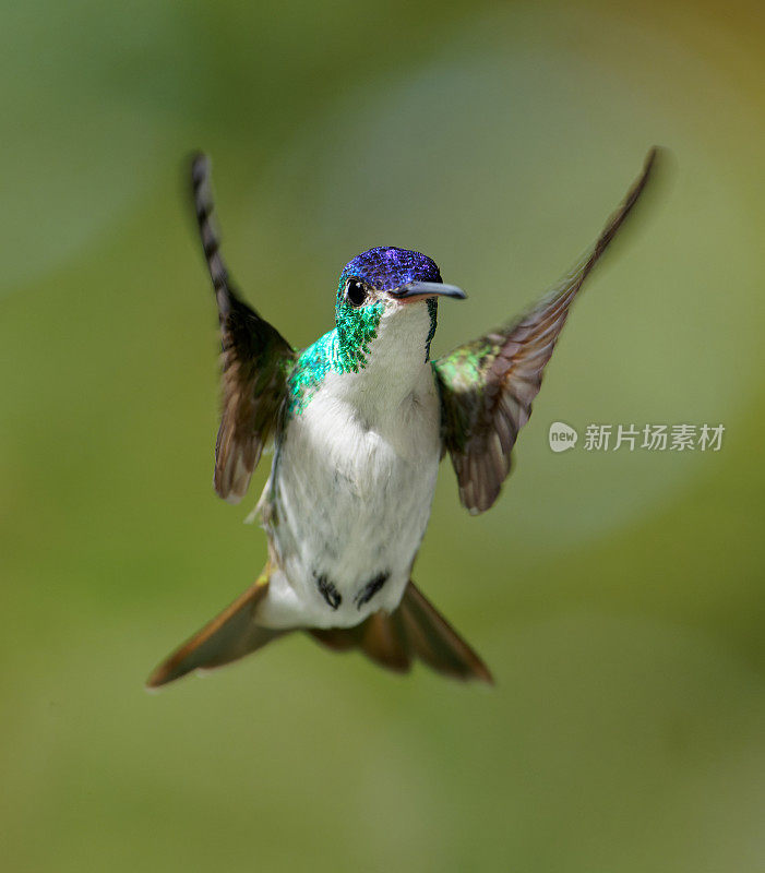 雄性安第斯翡翠蜂鸟