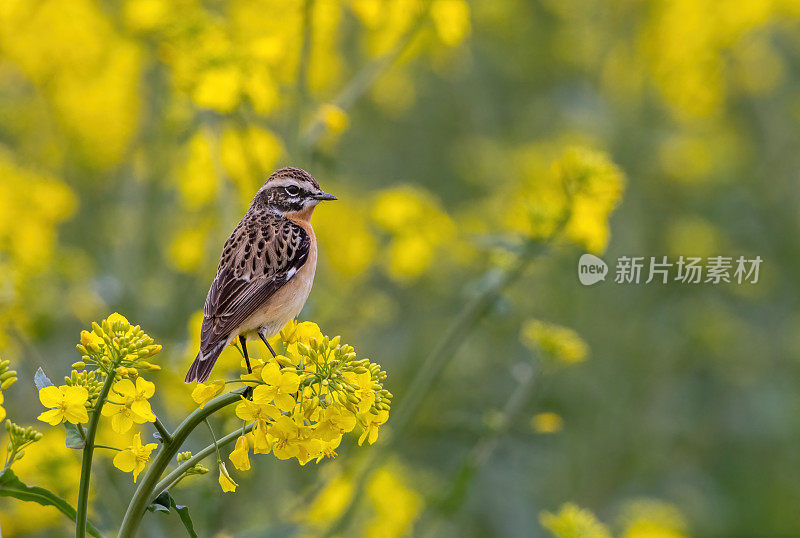 雄性野翁之类