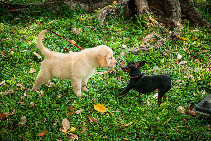 一只金毛猎犬幼犬和一只小型平舍犬幼犬在花园里面对面