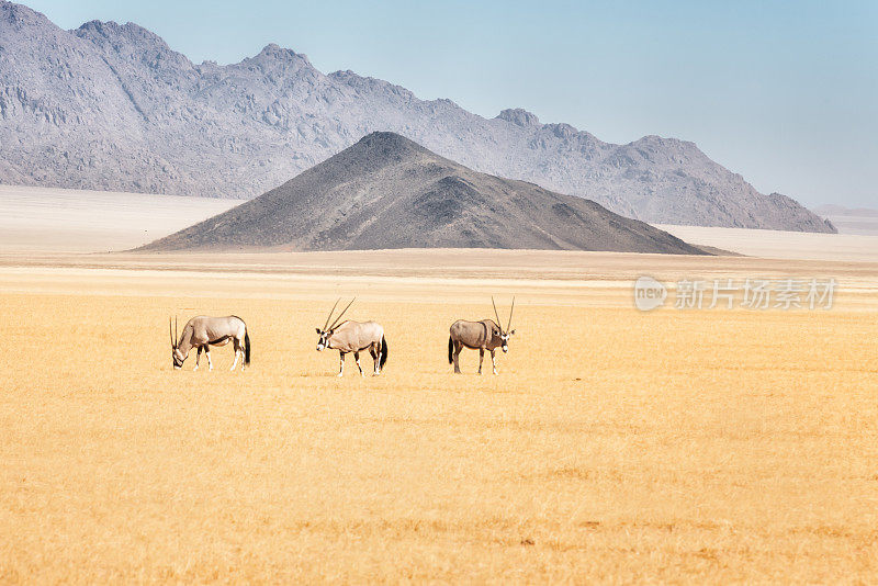 纳米比亚纳米布兰德自然保护区的平原上的三只羚羊