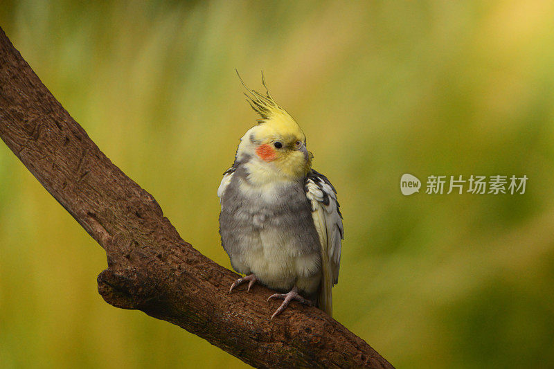 鹦鹉在树枝上。