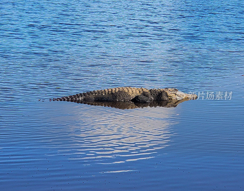 佛罗里达水中的短吻鳄