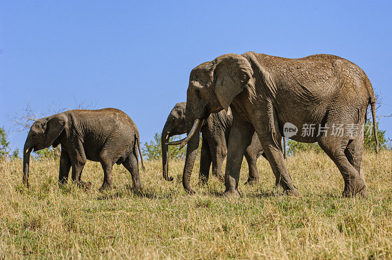 象群行走在非洲平原上