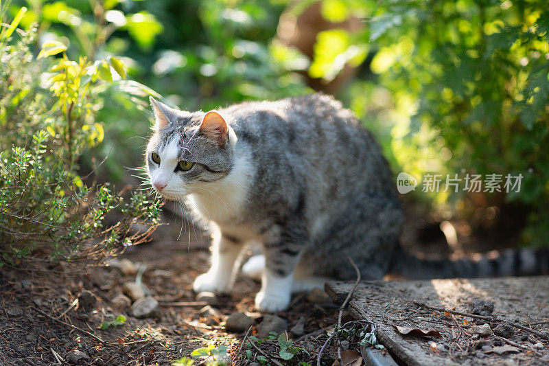 可爱的虎斑猫在草药花园与猫薄荷