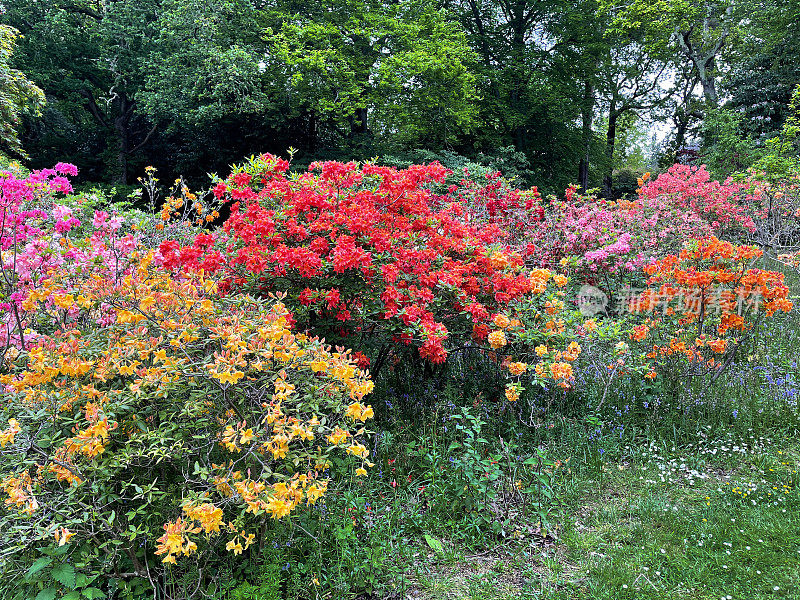 春天林地花园五彩缤纷的杜鹃花灌木和杜鹃花灌木的图像