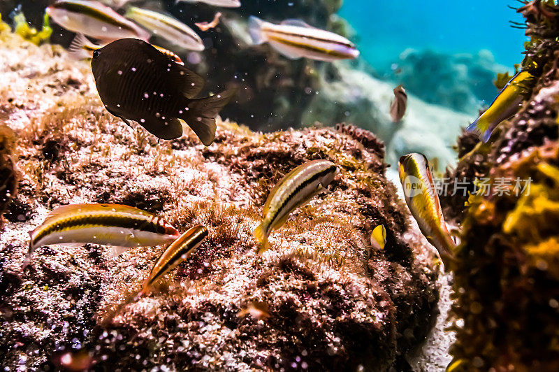 加勒比海热带海洋生物水下珊瑚礁和海洋鱼类