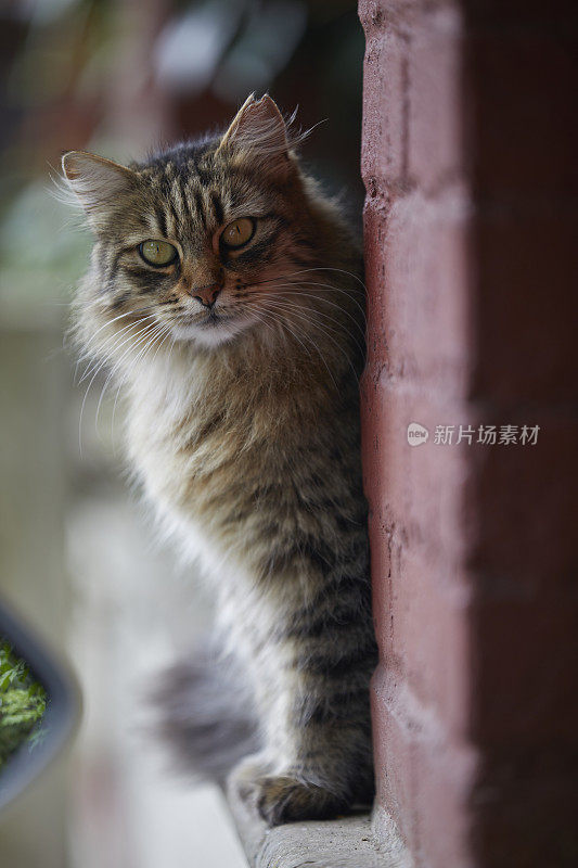 流浪猫坐在街上