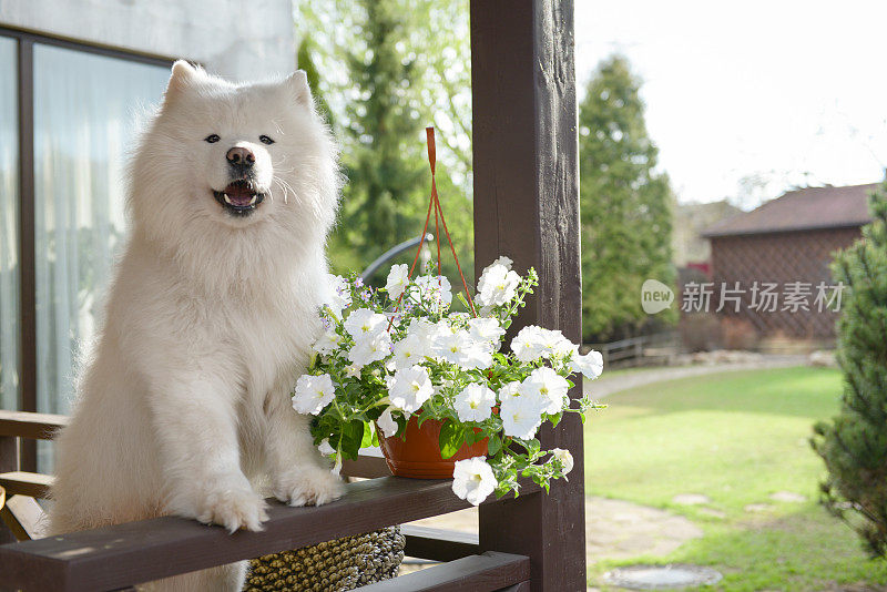 美丽的萨摩耶狗在花园里玩耍