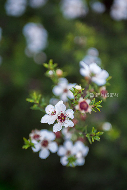 麦卢卡(钩花)茶树花