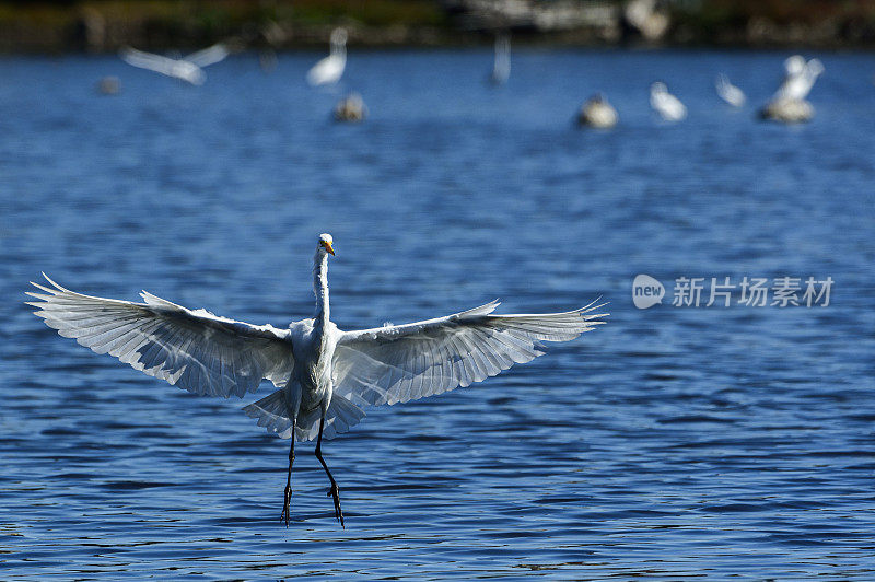 大白鹭在沿海湖登陆的长镜头