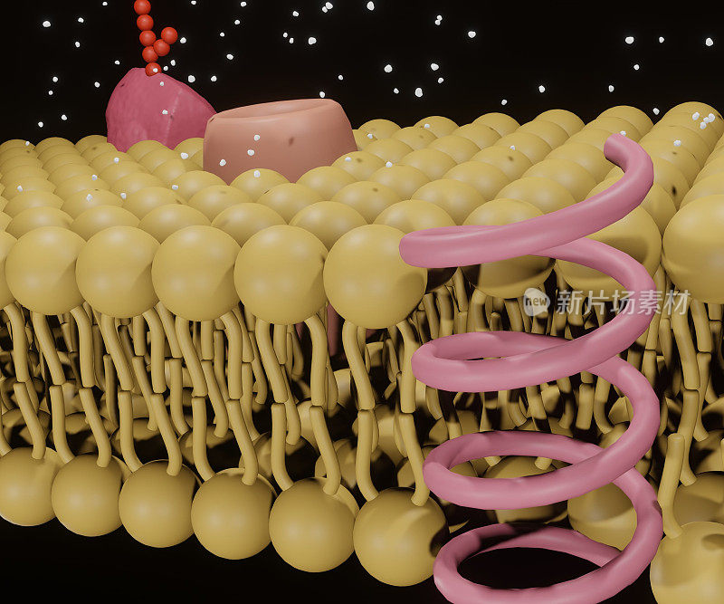 脂质双分子膜上分离出的蛋白质通道结构
