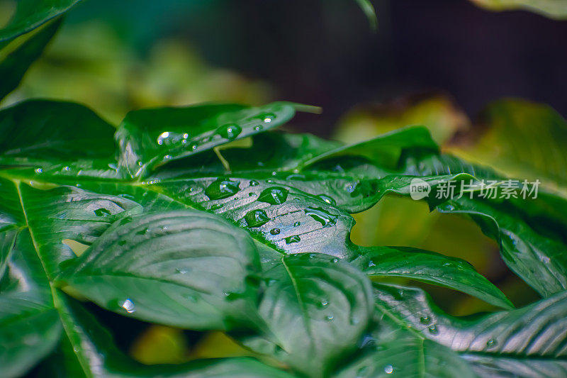 小水滴落在绿叶上的特写微距镜头在印度。