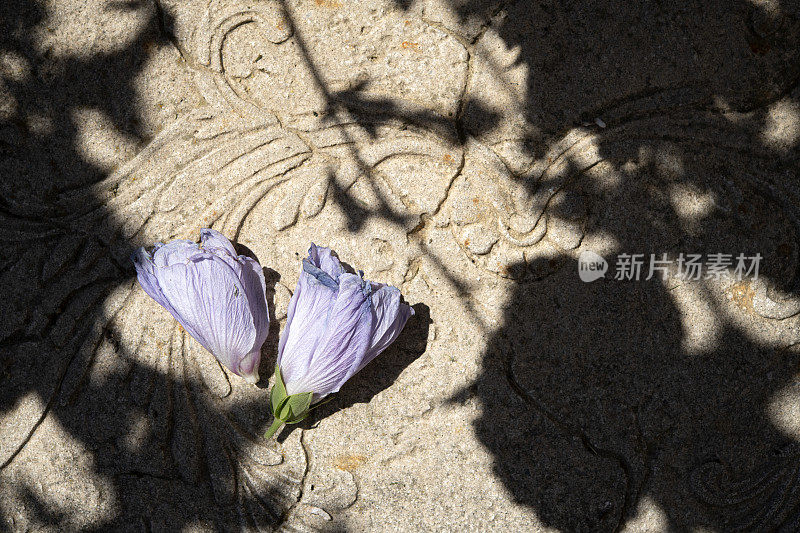 石板上的芙蓉