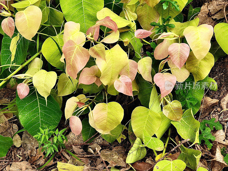 小榕树或神圣无花果树