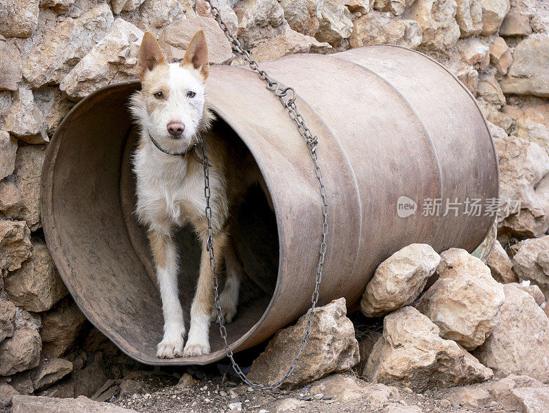 可怜的狗有桶屋