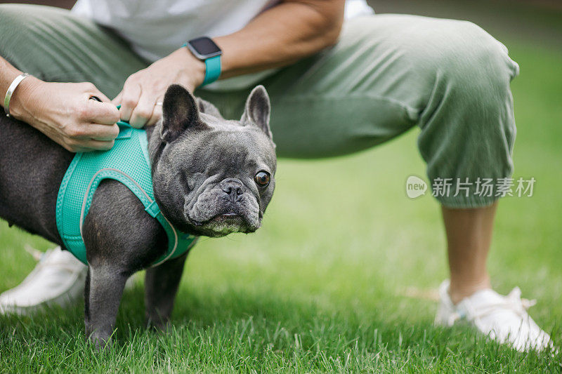 可爱的法国斗牛犬缺了一只眼睛