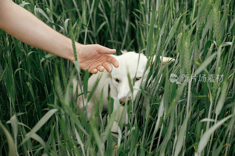 在麦田里用手抚摸着可爱的白狗。小狗和主人在绿色的野花中玩耍。夏天乡下的宠物。丹麦斯帕斯