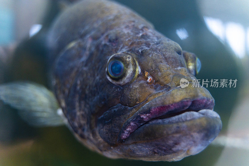 特写大口鲈鱼，在水族馆里游泳。