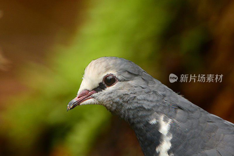 常见的木头鸽子