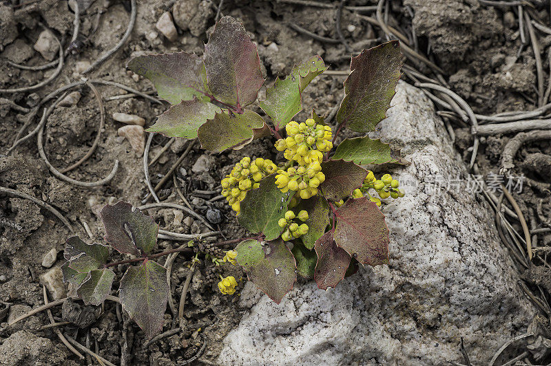 匍匐俄勒冈葡萄，匍匐Mahonia，匍匐小檗，小檗aquifolium变种repens;十大功劳被;内华达州大盆地国家公园;大盆地沙漠，白蕨科