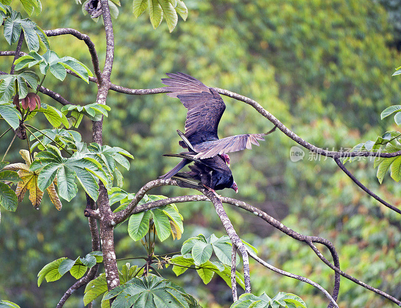 在哥斯达黎加圣胡安娜保护区的树顶，展翅的雄性土耳其秃鹫正在交配