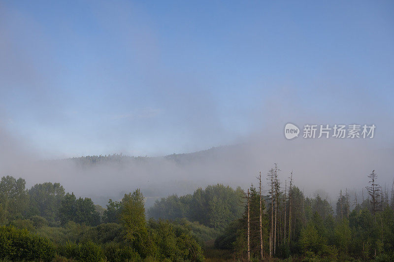 孚日清晨的夏日景观，雾气笼罩着树木