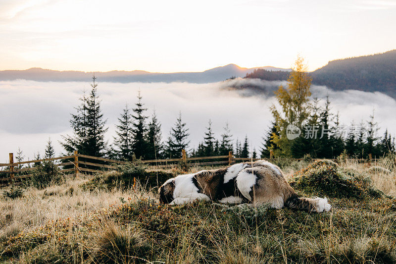 圣伯纳犬在山上