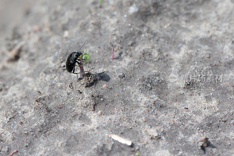 一种土甲虫属的甲虫(土甲虫属，地甲虫)，正在吃农田里的一株幼苗。作物的寄生虫。