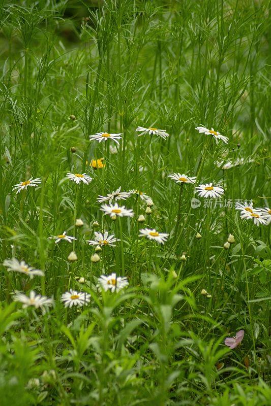 在中国青龙湖公园，垂直拍摄的美丽的田野，白色的雏菊和绿色的草