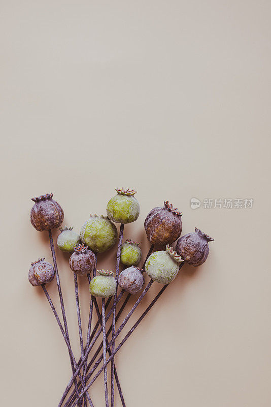 奶油色背景上的人造绿色和棕色罂粟茧