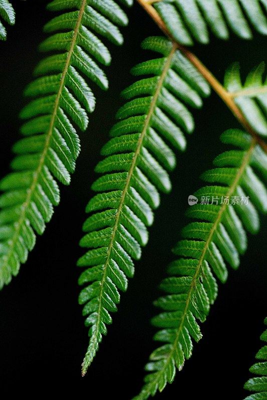 郁郁葱葱的绿色植物在热带丛林森林马来西亚槟城岛