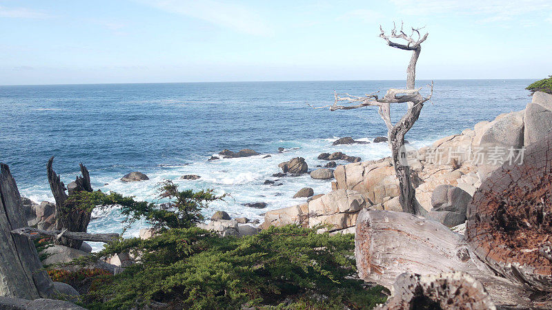 秃死无叶的孤独柏树或松树，17英里车程，加州蒙特利