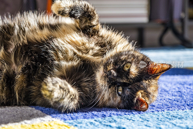 一只玳瑁色的猫躺在地毯上
