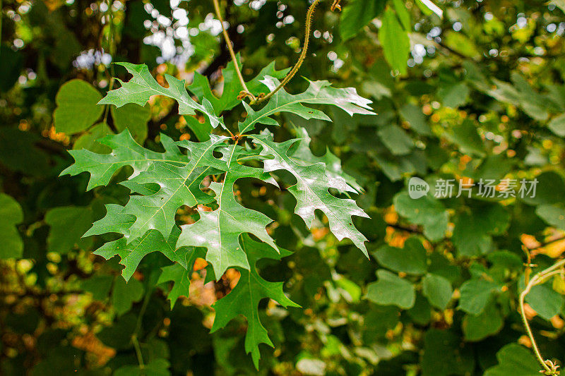 2022年秋天，田纳西州一棵树上复杂的绿叶