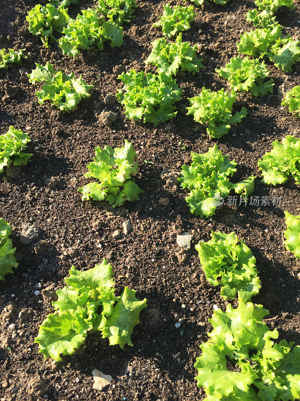 生菜田，蔬菜园里生长的叶菜莴苣