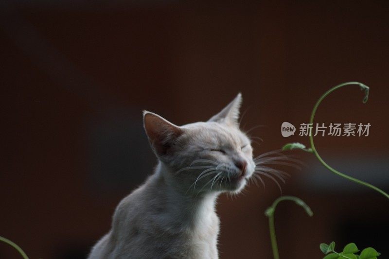 我的橙色宠物猫