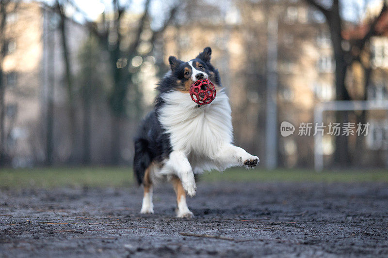 雪莉牧羊犬在玩球