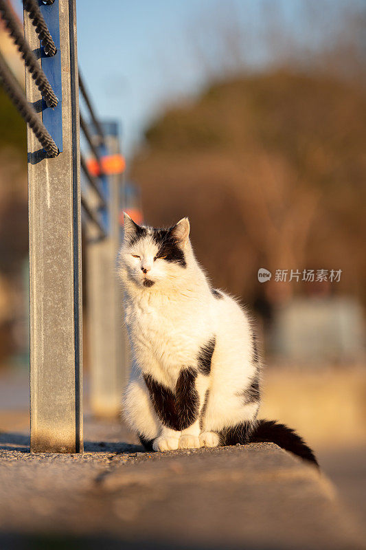 黑白流浪猫。