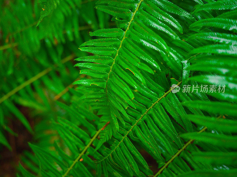 生长在热带雨林中的蕨类植物