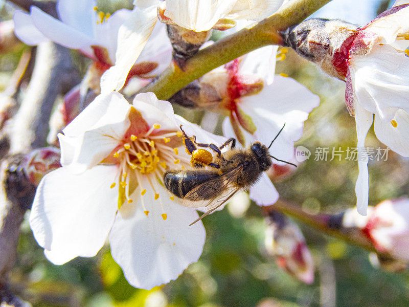 粉红色的杏仁花和蜜蜂