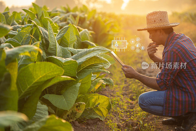 在烟草地里工作的农民。人们正在检查和使用数字平板电脑对烟草种植后的植物进行管理、规划或分析。农业技术概念