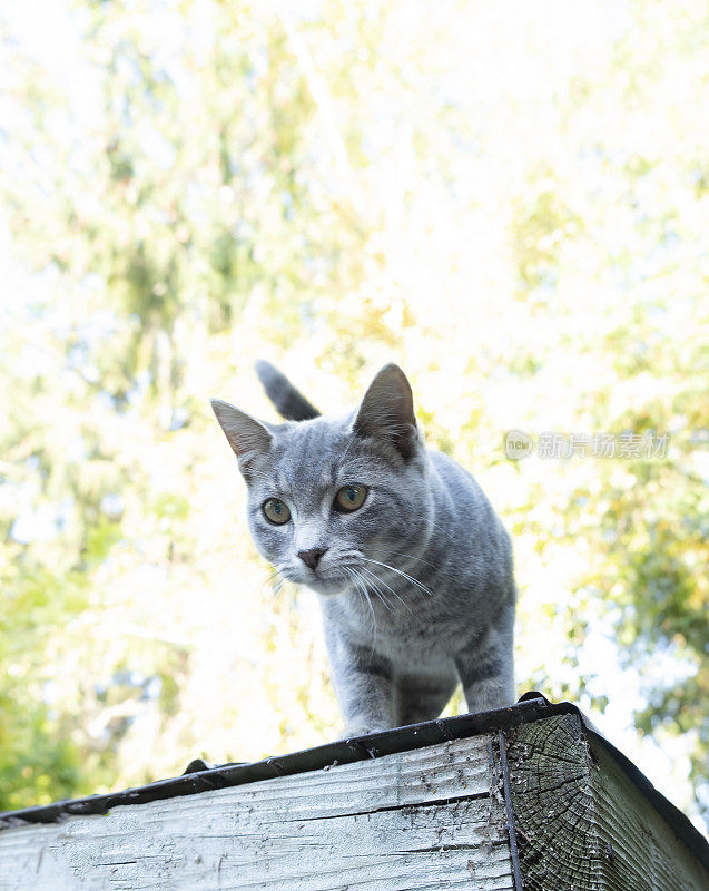 可爱的灰色斑猫小猫在一个小屋的屋顶上