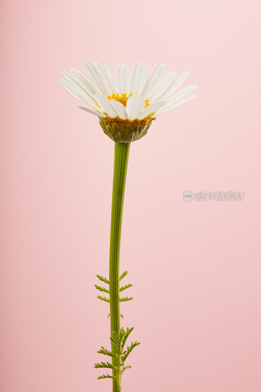 单朵雏菊花与柔和的粉红色背景