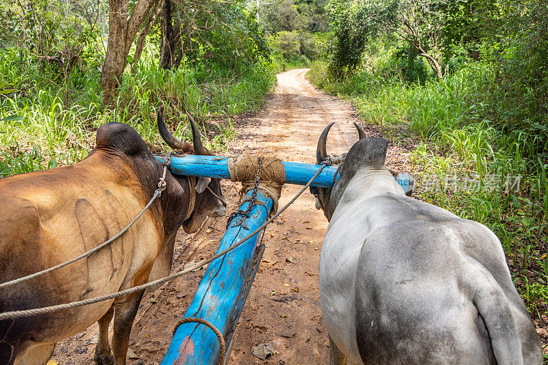 两只公牛在土路上拉着牛车