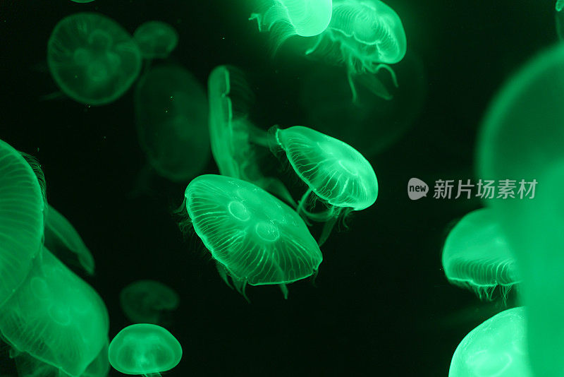 美丽的水母与霓虹辉光效果的公共水族馆与黑暗的背景。抽象背景或海洋生物微距照片概念。