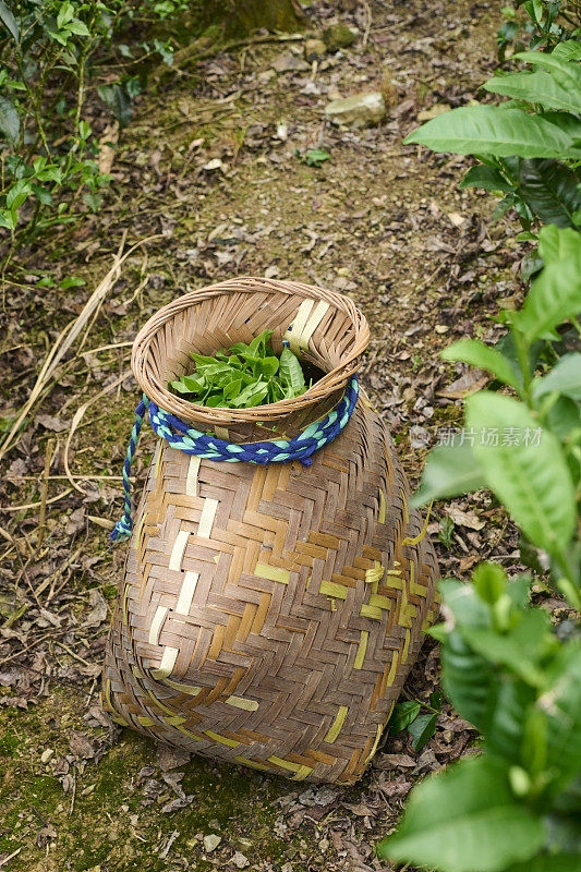 毯子里的新鲜茶叶。