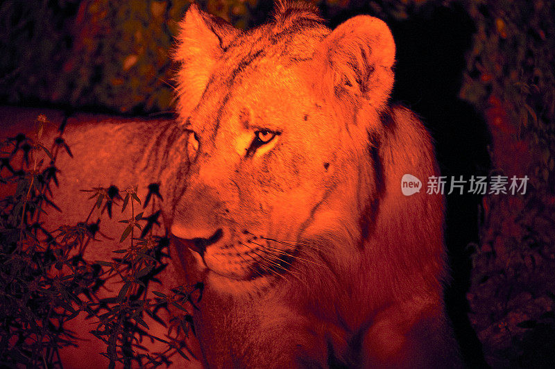 非洲马拉维马吉特野生动物保护区夜间狮子的行为